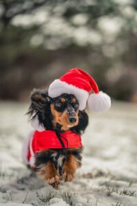 a small dog wearing a santa hat running in the snow