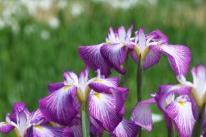 22年最新 花菖蒲の育て方 土作りや 植え替えや株分けの時期と方法を詳しく紹介 22年10月 Byrc 暮らしに役立つお役立ち情報サイト